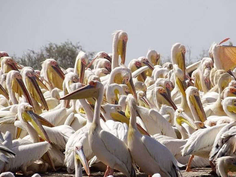 Djoudj et Nord du Sénégal