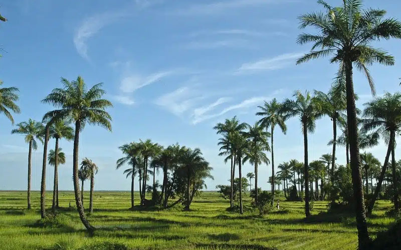 Circuit Senegambia