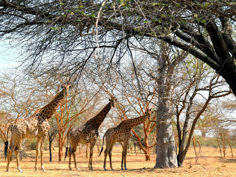 Safari Bandia